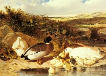 Mallard Ducks and Ducklings on a River Bank